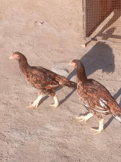 Aseell pathian for sale