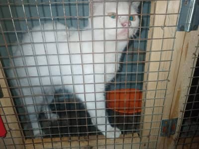 Healthy White Persian Cat Available