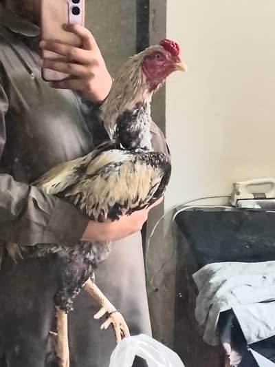 Aseel  miawali pure home breed