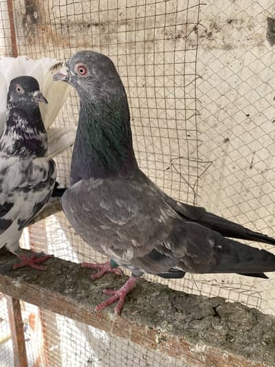 High flying breeder pigeons