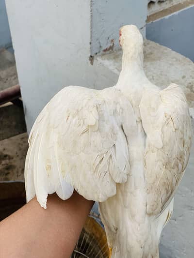 2 Aseel hen and 4 chicks for sale