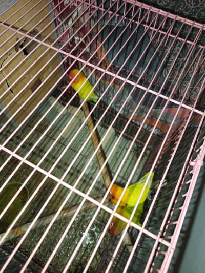 3 pairs of love birds