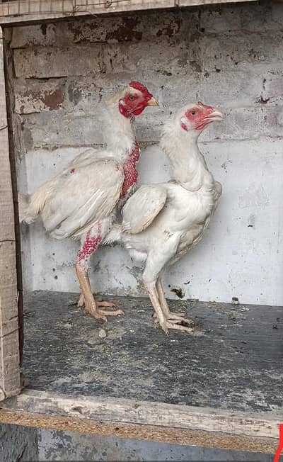 Aseel Heera for sale