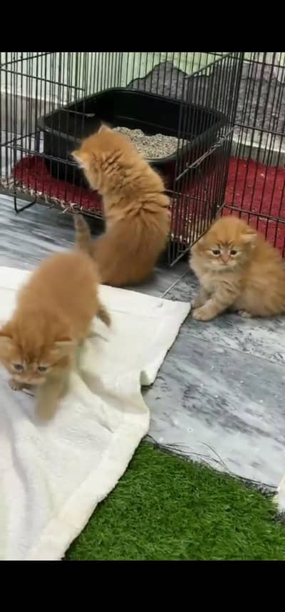 Quality Persian Punch face cat & kitten is 03233614642 WhatsApp