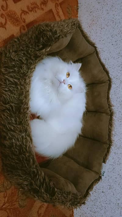 Triple coated Persian  what app : 0302_6247572