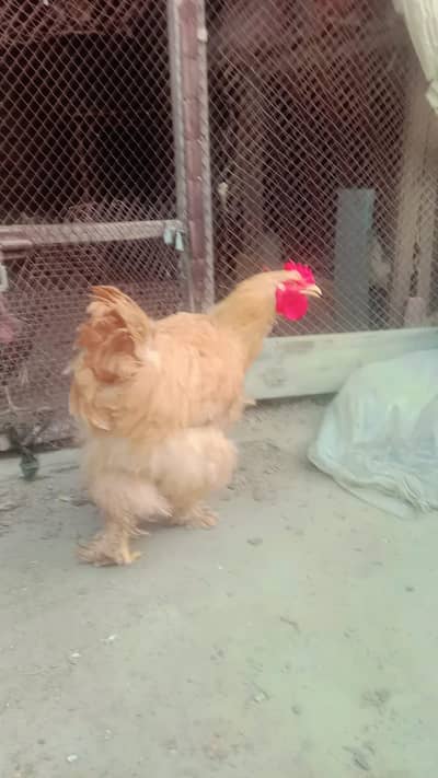 black polish egg available hai