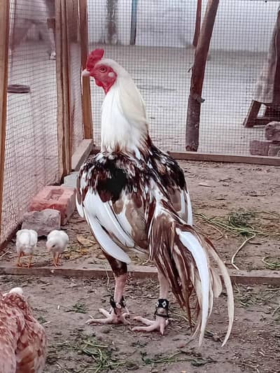 Aseel hera murgha he colour keya howa he