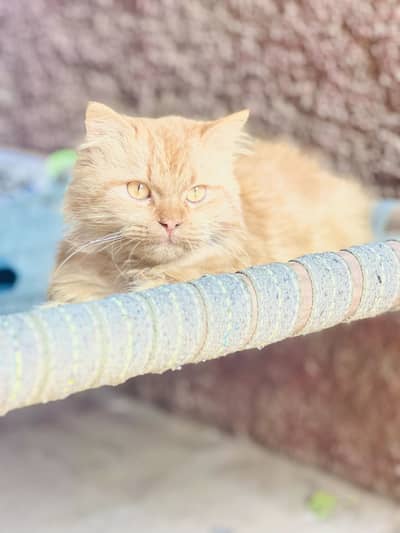 Brown Persian cat for sale | Urgent sale | Demanding cat | Very Active