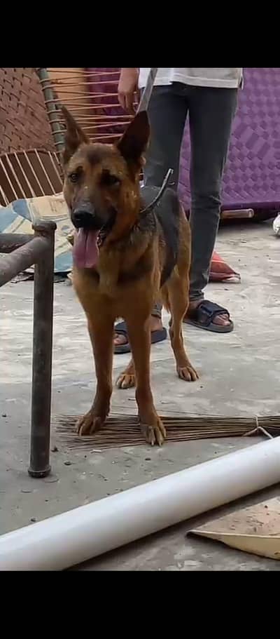 03475981324 health and active all ok