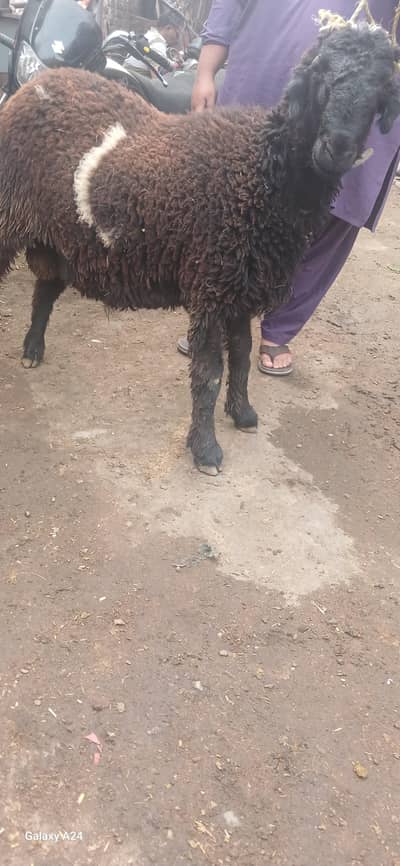 chatra for qurbani lover