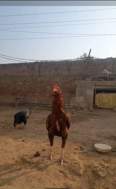 bohat hi out class aseel available