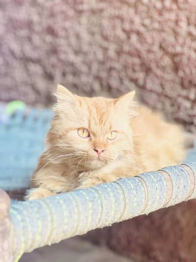 Brown Persian cat for sale | Urgent sale | Demanding cat | Very Active
