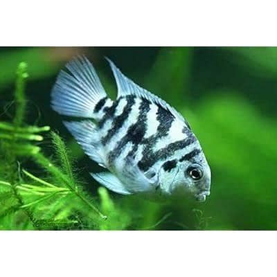 Male polar parrot 1 piece