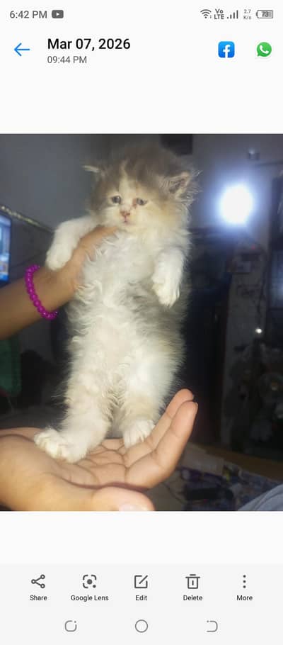 Persian kittens on paid adoption