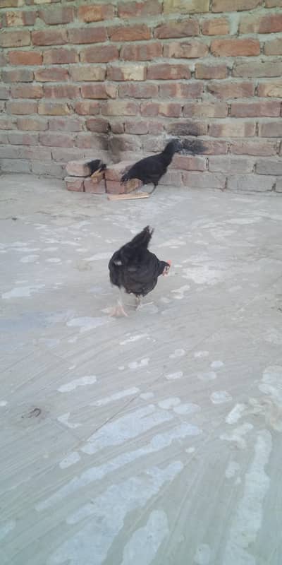 Asterlop male 03156899546