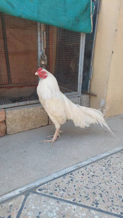 Aseel Hera top quality