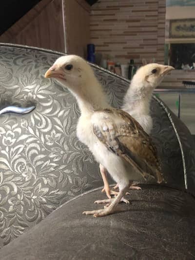 2 male seal chiks for sale