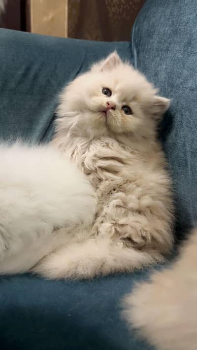 Persian punch apple face