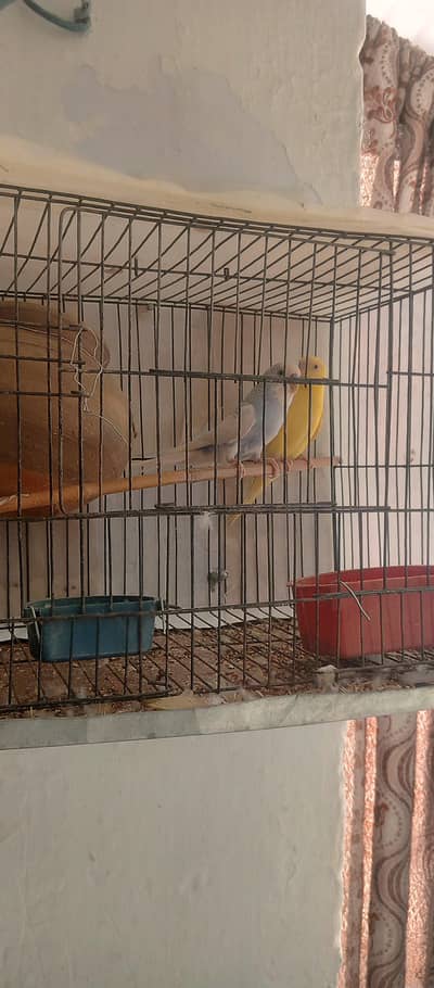 parit for sale with cage