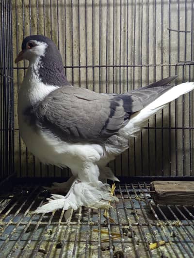 European bloodline lahoree