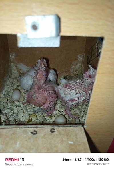 Pure white cockatiel parrot chick for hand tame