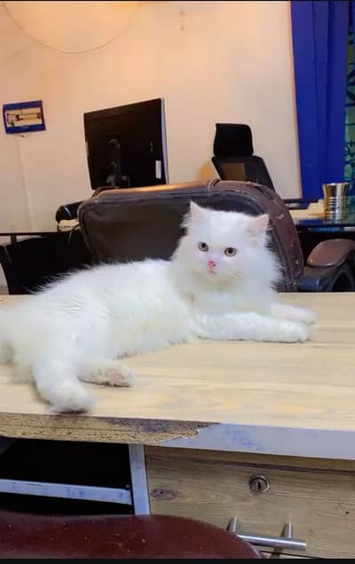 Persian cat for sale my WhatsApp number 0349-52-68-094
