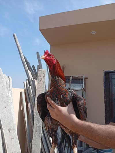 Import thy pair first breed chick