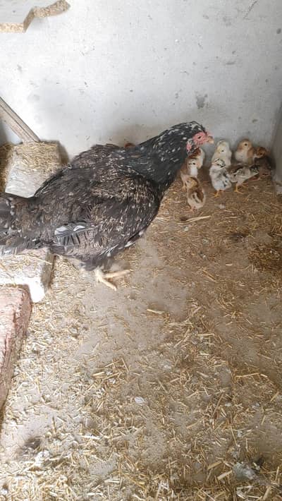 Aseel Thai Female with Chicks. 0302 4702775