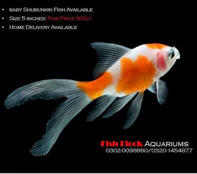 BABY SHUBUNKIN FISH NOW AVAILABLE!