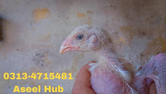 Heera | Qandhari | kandhari | Heera chicks | Aseel | chicks