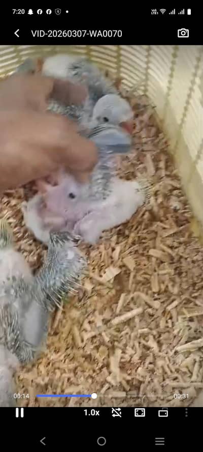 raw and ringneck chicks