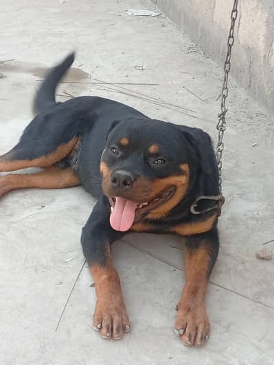 Rottweiler Male For Sale