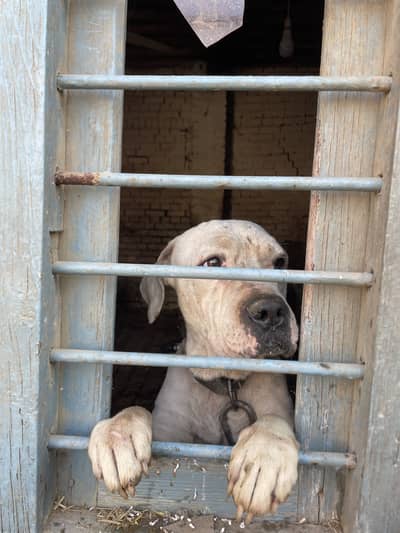 American bully male confirm stud active male bs thura sah weak a