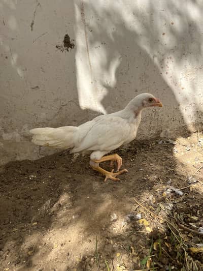 Aseel heera for sale