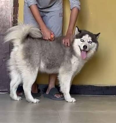 Husky male 10 months