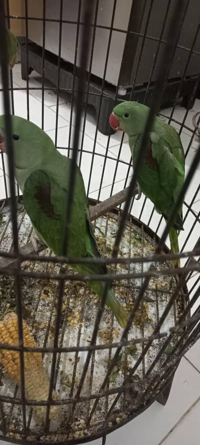 Raw parrot|pahari|Kashmiri|Alaxenderine parrot