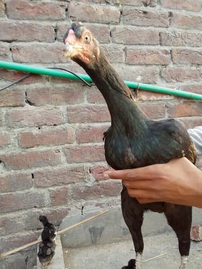 murgi or Sath 11 chiks age 4 days