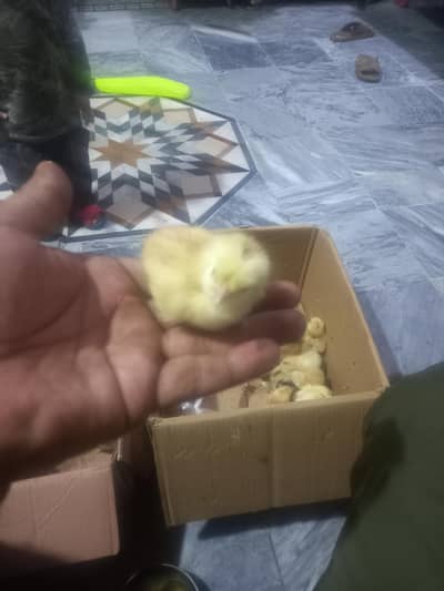 murgi Ke Bache for sale