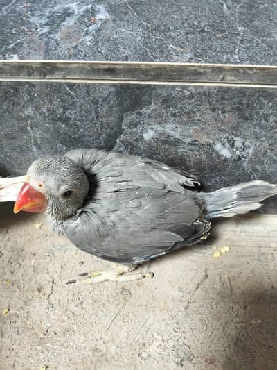 ringneck mutation chicks full cover