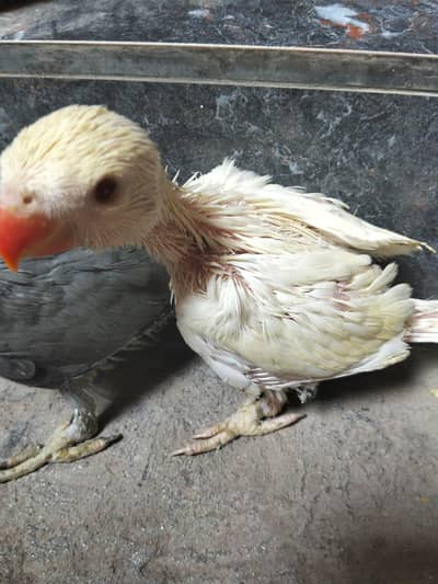 ringneck mutation chicks full cover