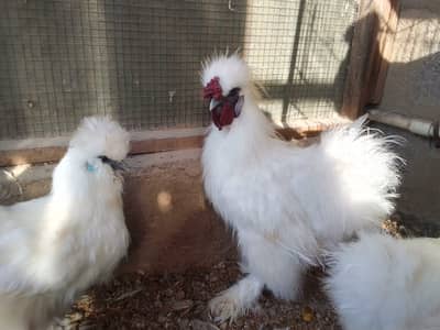 Silki breeders sets aseel pair and aseel chicks sab birds healthy ha