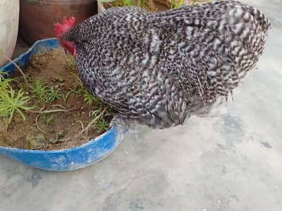 bantum high quality breeder  pair for sale 03143225468