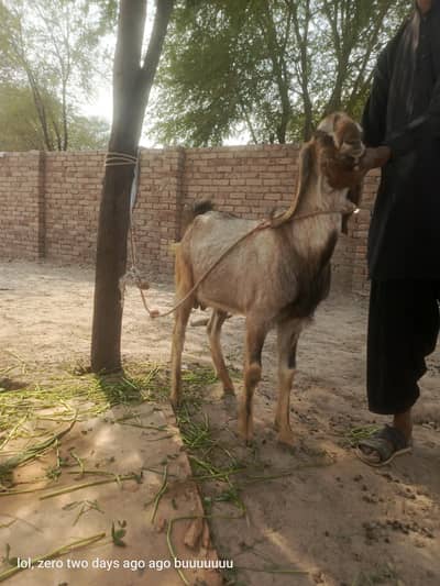 bakra for sale