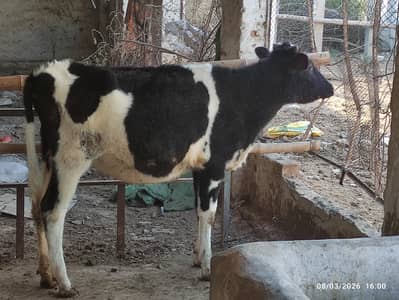 Pure Fresian Heifer for Sale