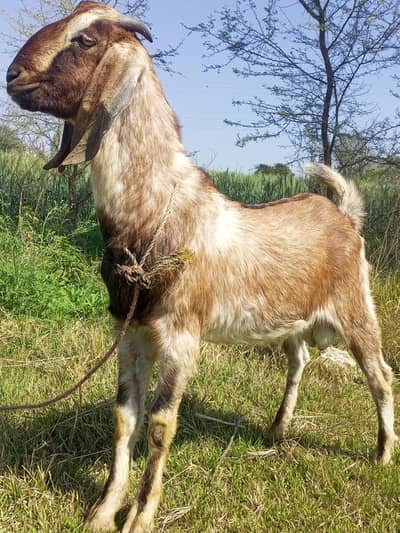 qurbani kay leya bakra  for sale