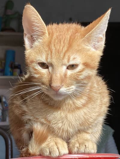 2 Orange male kittens