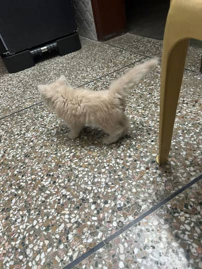 Pure persion tripple coated