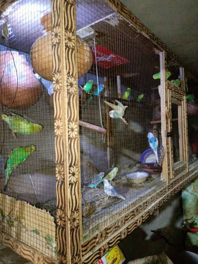 beautiful Australian birds(1 piece 400)