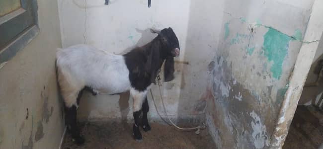 Bakra for sale. . ,