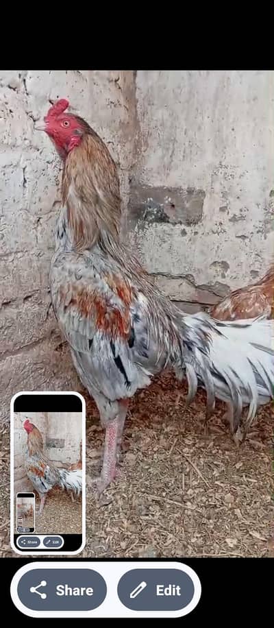 Aseel Thai Male viet frmale